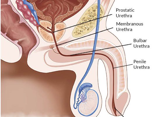 Üretra Hastalıkları